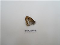 藏品(眼蝶科)的圖片